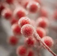 Red Frosted Berry Spray – 26″ Holiday Accent