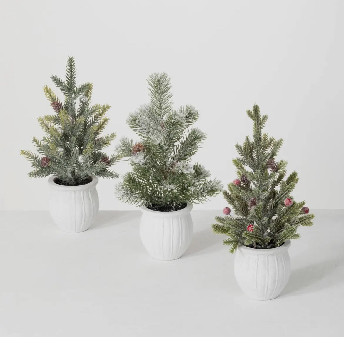 Three small potted Christmas trees on a white background