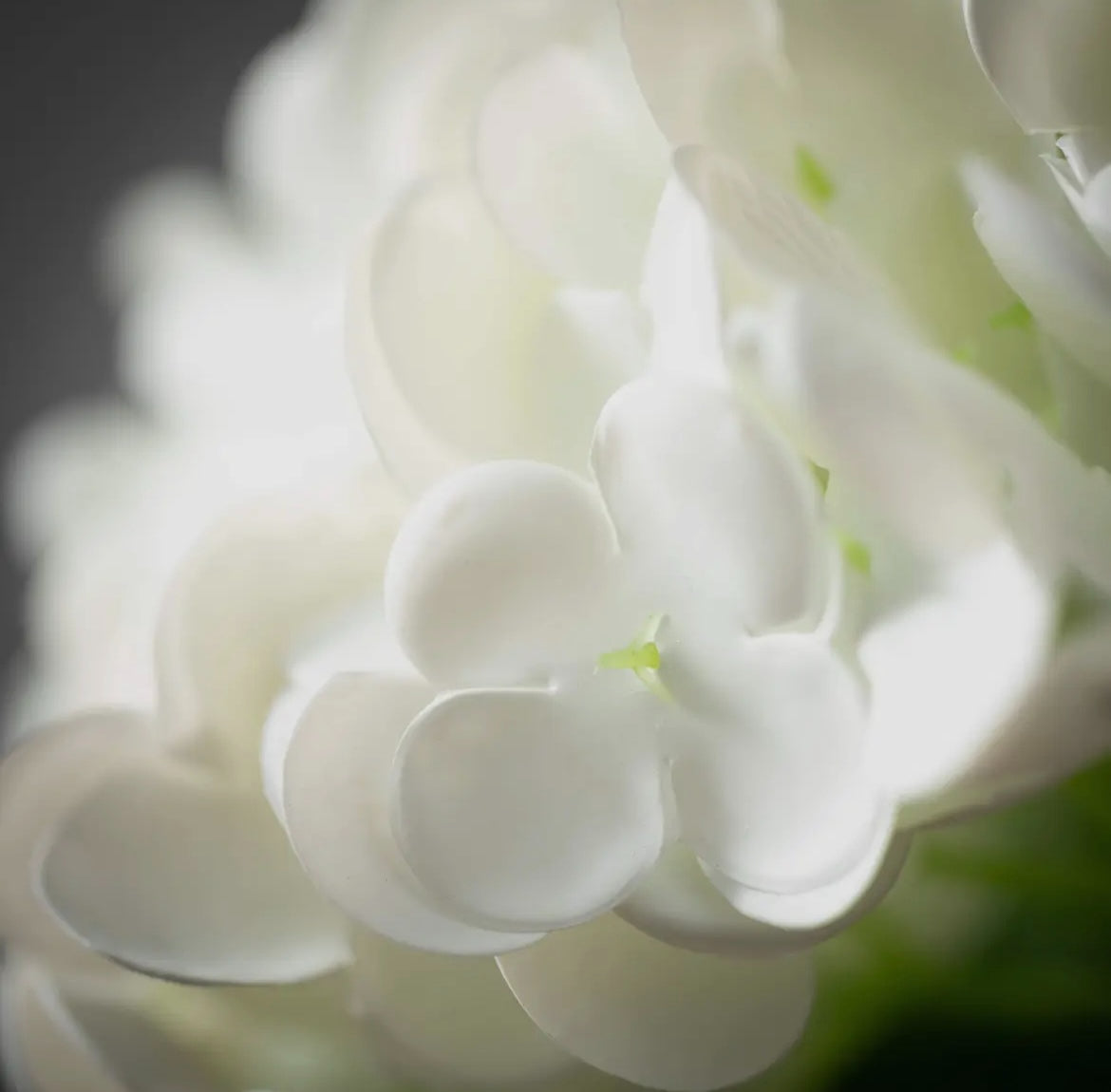 FreshCut® White Hydrangea Stem by Sullivans