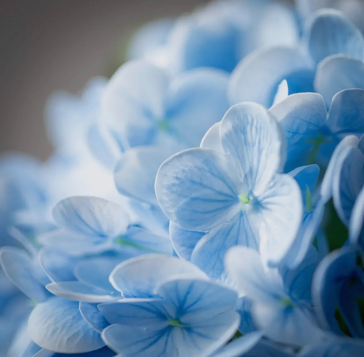 FreshCut® Vivid Blue Hydrangea Stem by Sullivans