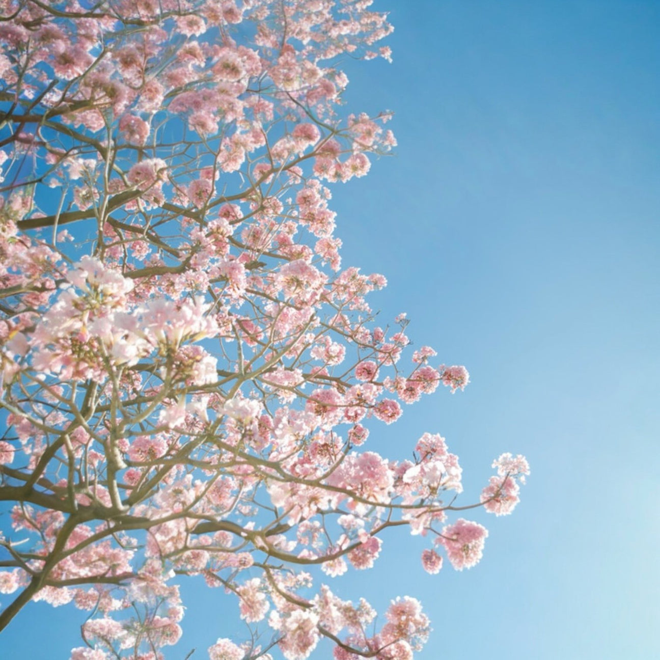 The Spring Collection: Petals, Porch & Playful Charm