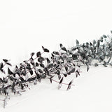 4ft Sparkle Glitter Black Eucalyptus Garland