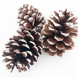 Frosted Pinecone Trio – Gift boxed Set of 3 | Winter Shelf Accents