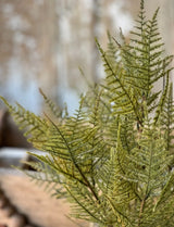 Fernbank Bush – 19″ Lush Green Fern Stem