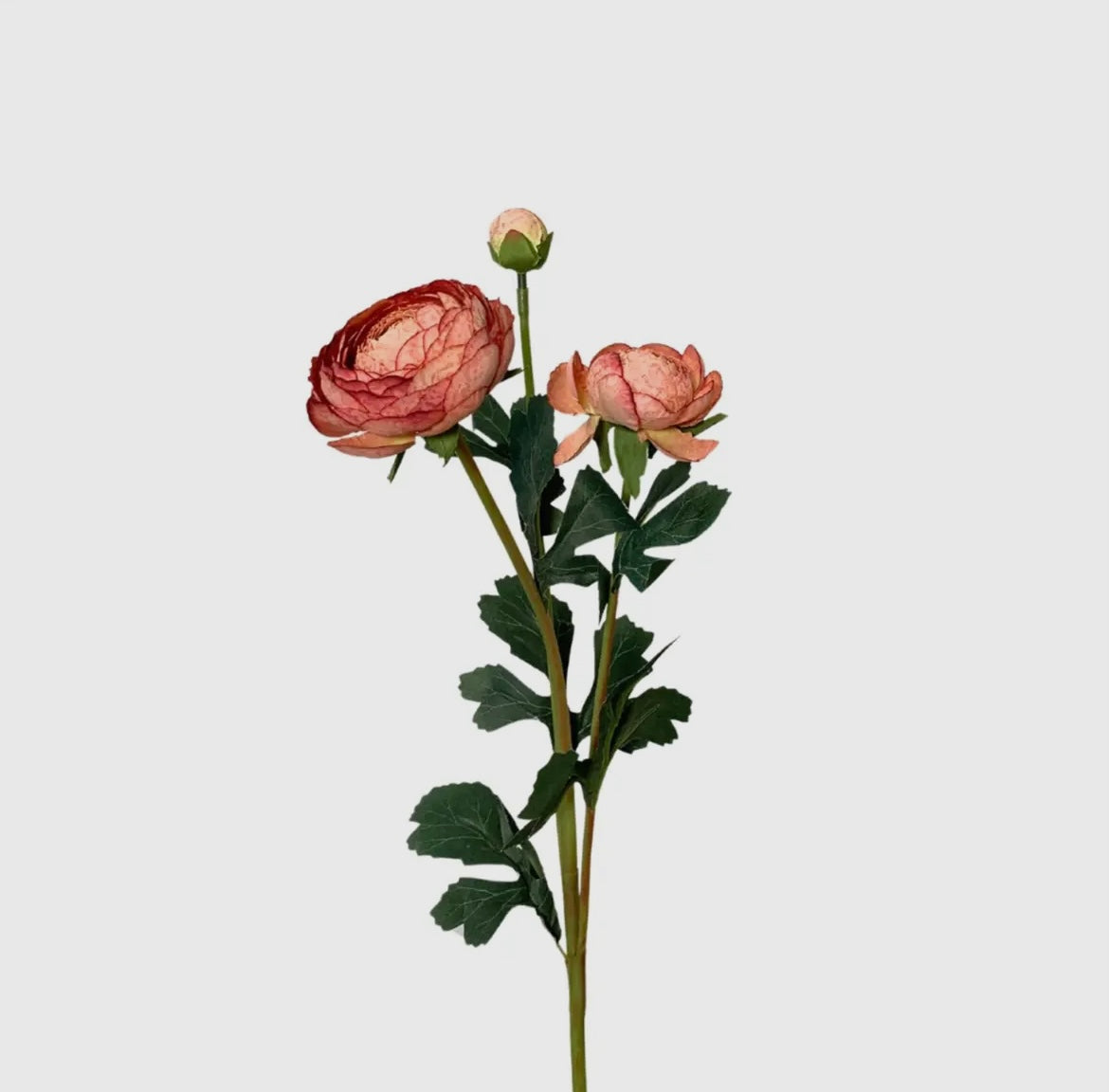 Fall Sunrise Triple Peony