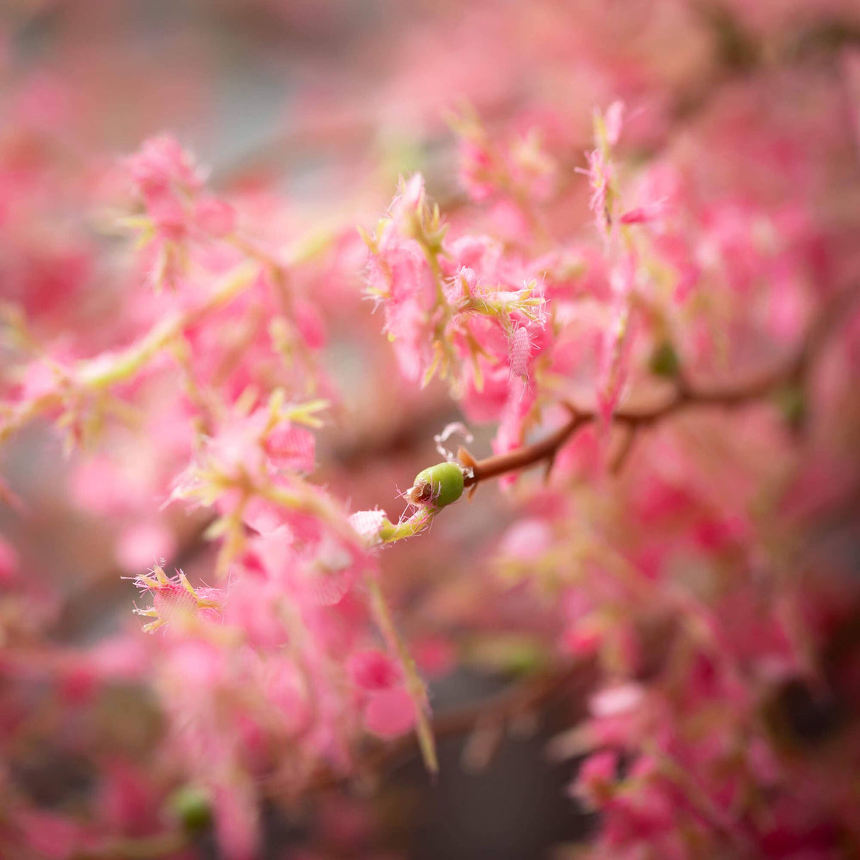 Mini Lilac Stem – Pink